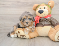 7 week old Mini Pomskydoodle Puppy For Sale - Simply Southern Pups
