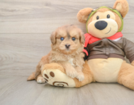 5 week old Mini Pomskydoodle Puppy For Sale - Simply Southern Pups
