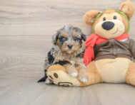 5 week old Mini Pomskydoodle Puppy For Sale - Simply Southern Pups