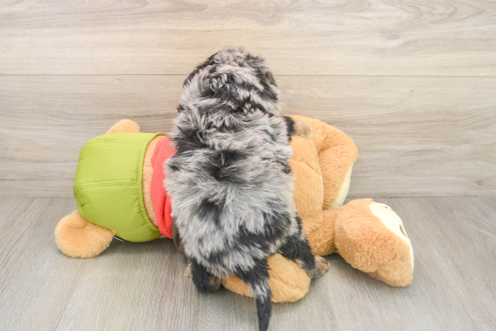 Petite Mini Pomskydoodle Poodle Mix Pup