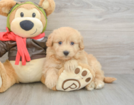 6 week old Mini Pomskydoodle Puppy For Sale - Simply Southern Pups