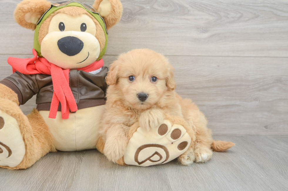 6 week old Mini Pomskydoodle Puppy For Sale - Simply Southern Pups