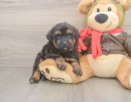 5 week old Mini Pomskydoodle Puppy For Sale - Simply Southern Pups