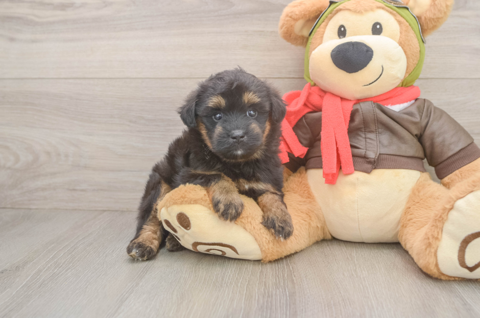 6 week old Mini Pomskydoodle Puppy For Sale - Simply Southern Pups