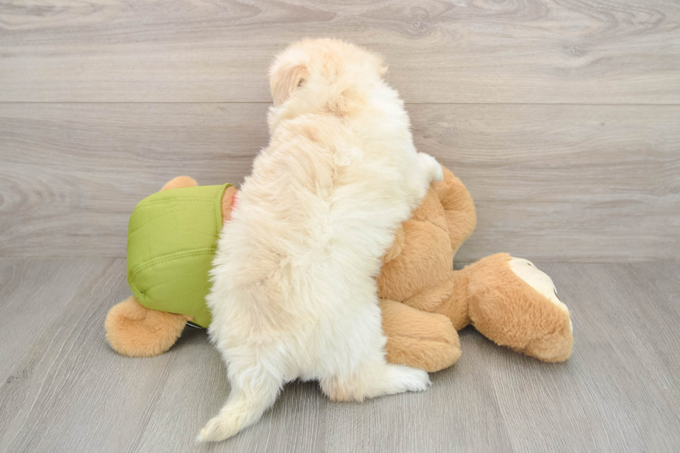 Best Mini Pomskydoodle Baby