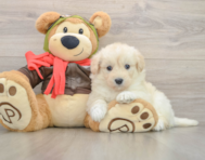 5 week old Mini Pomskydoodle Puppy For Sale - Simply Southern Pups