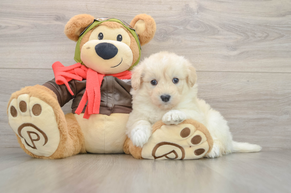 Mini Pomskydoodle Puppy for Adoption