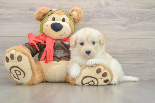 Mini Pomskydoodle Puppy for Adoption