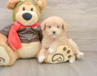 5 week old Mini Pomskydoodle Puppy For Sale - Simply Southern Pups