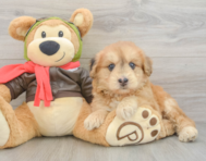 6 week old Mini Pomskydoodle Puppy For Sale - Simply Southern Pups