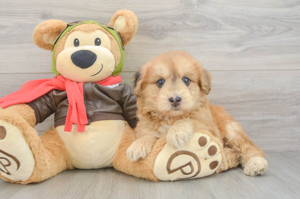 6 week old Mini Pomskydoodle Puppy For Sale - Simply Southern Pups