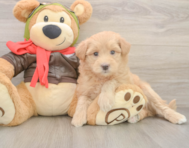 5 week old Mini Pomskydoodle Puppy For Sale - Simply Southern Pups