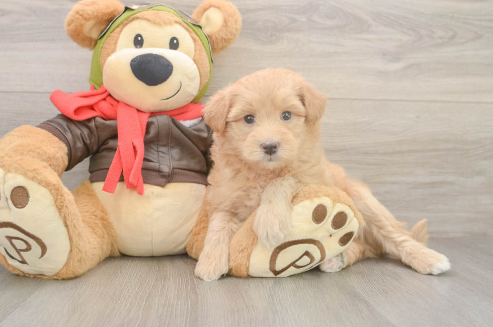 6 week old Mini Pomskydoodle Puppy For Sale - Simply Southern Pups