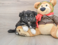 6 week old Mini Pomskydoodle Puppy For Sale - Simply Southern Pups