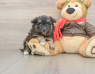 5 week old Mini Pomskydoodle Puppy For Sale - Simply Southern Pups