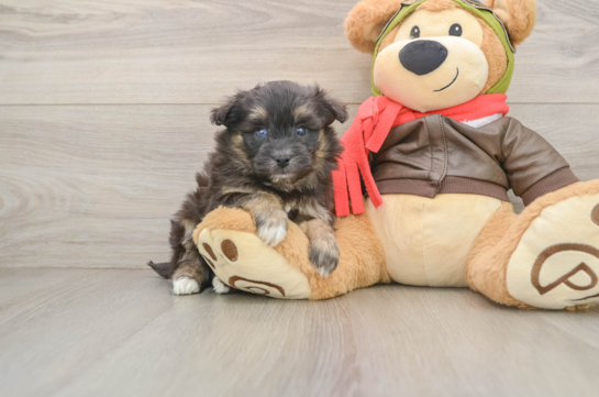 Mini Pomskydoodle Puppy for Adoption