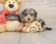 5 week old Mini Pomskydoodle Puppy For Sale - Simply Southern Pups