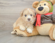 7 week old Mini Pomskydoodle Puppy For Sale - Simply Southern Pups