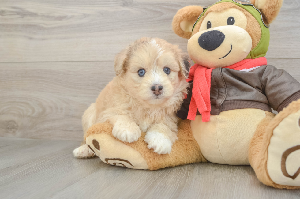6 week old Mini Pomskydoodle Puppy For Sale - Simply Southern Pups