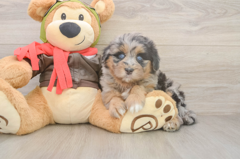 6 week old Mini Pomskydoodle Puppy For Sale - Simply Southern Pups