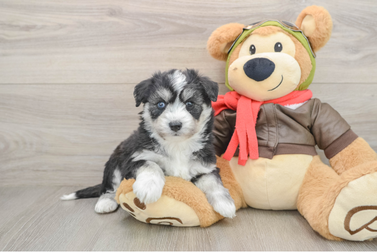 Playful Mini Pomskydoodle Poodle Mix Puppy