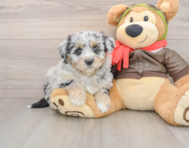 6 week old Mini Pomskydoodle Puppy For Sale - Simply Southern Pups