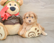 5 week old Mini Pomskydoodle Puppy For Sale - Simply Southern Pups
