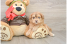 Cute Mini Pomskydoodle Baby