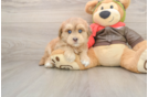 Sweet Mini Pomskydoodle Baby