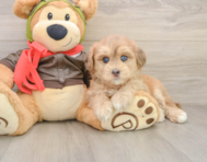 6 week old Mini Pomskydoodle Puppy For Sale - Simply Southern Pups