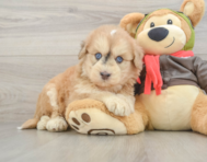 6 week old Mini Pomskydoodle Puppy For Sale - Simply Southern Pups