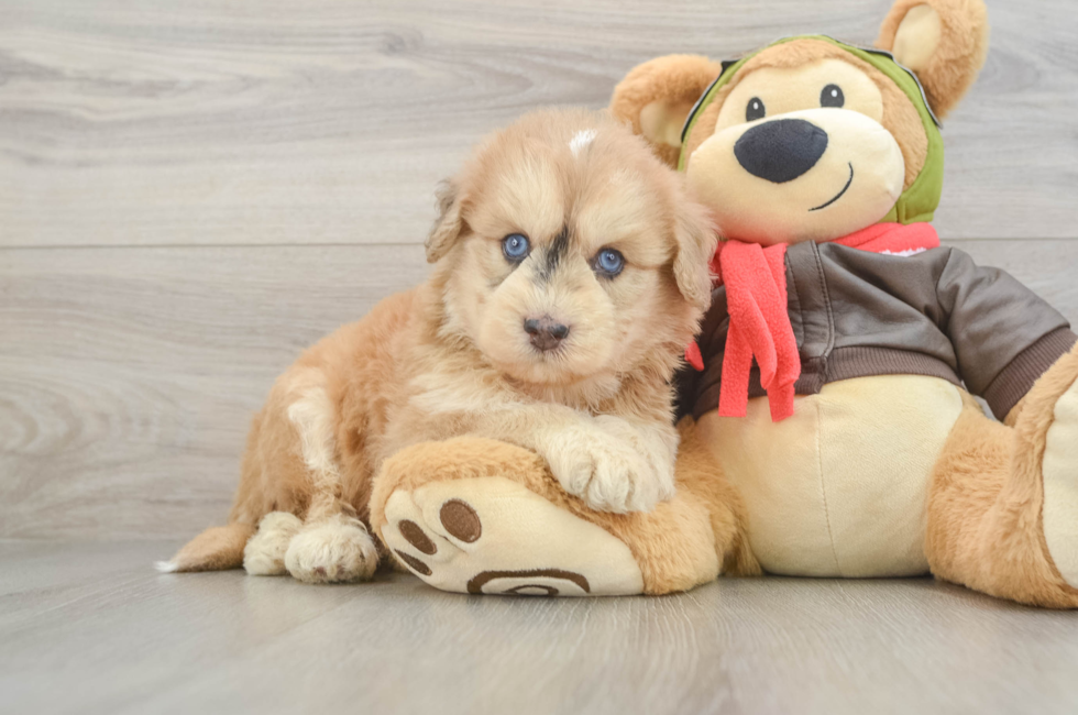 6 week old Mini Pomskydoodle Puppy For Sale - Simply Southern Pups