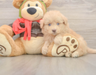 5 week old Mini Pomskydoodle Puppy For Sale - Simply Southern Pups