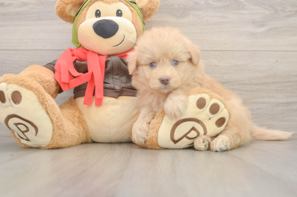 6 week old Mini Pomskydoodle Puppy For Sale - Simply Southern Pups