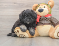 6 week old Mini Pomskydoodle Puppy For Sale - Simply Southern Pups