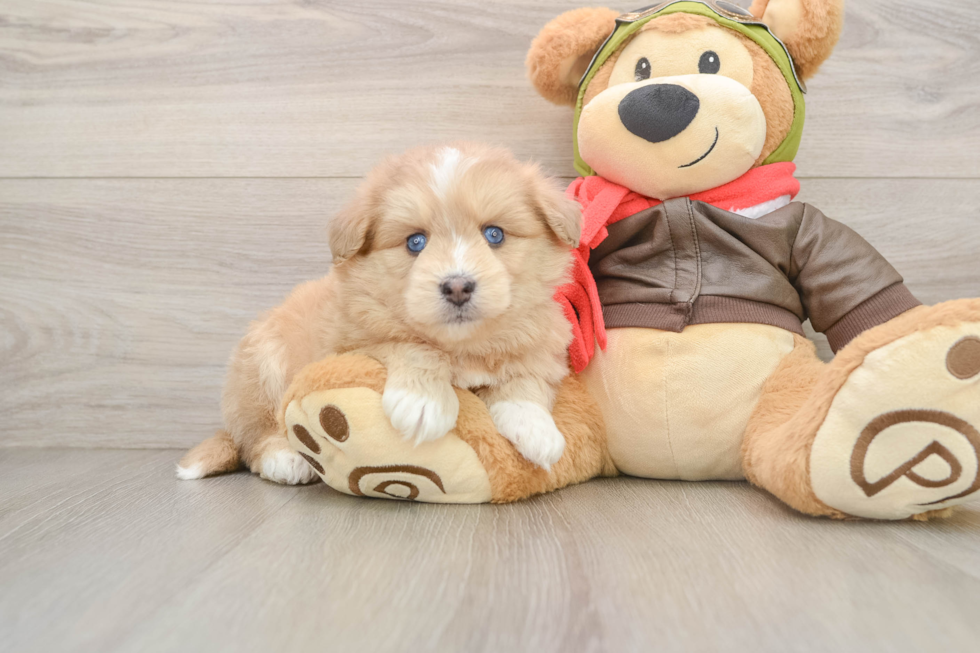 Smart Mini Pomskydoodle Poodle Mix Pup