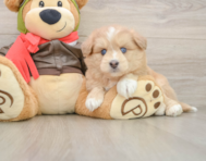 5 week old Mini Pomskydoodle Puppy For Sale - Simply Southern Pups