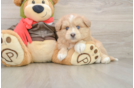 Mini Pomskydoodle Pup Being Cute