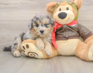 5 week old Mini Pomskydoodle Puppy For Sale - Simply Southern Pups