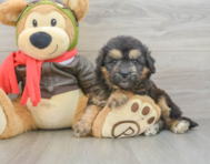6 week old Mini Pomskydoodle Puppy For Sale - Simply Southern Pups