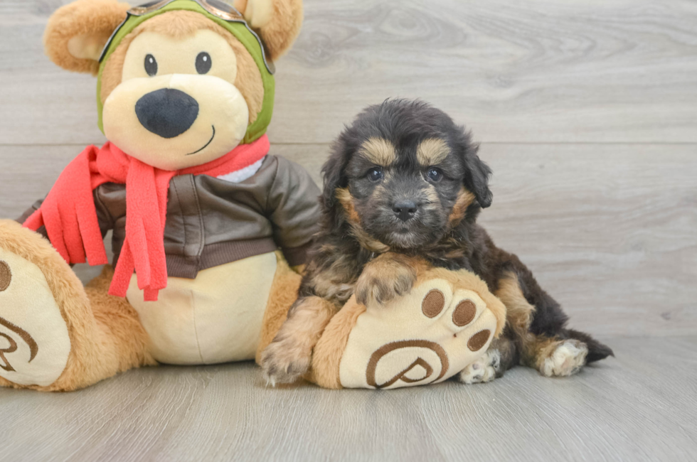 6 week old Mini Pomskydoodle Puppy For Sale - Simply Southern Pups