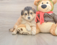 5 week old Mini Pomskydoodle Puppy For Sale - Simply Southern Pups