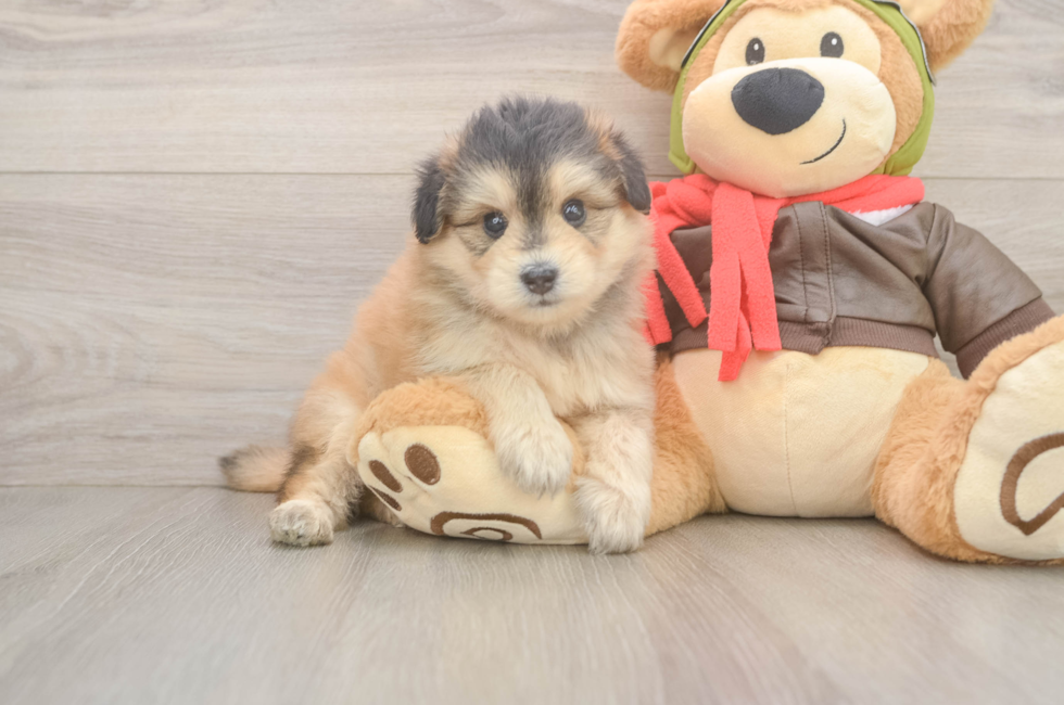 6 week old Mini Pomskydoodle Puppy For Sale - Simply Southern Pups