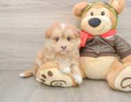 5 week old Mini Pomskydoodle Puppy For Sale - Simply Southern Pups