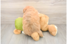 Hypoallergenic Mini Pomskydoodle Poodle Mix Puppy