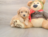 5 week old Mini Pomskydoodle Puppy For Sale - Simply Southern Pups