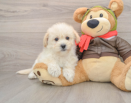 6 week old Mini Pomskydoodle Puppy For Sale - Simply Southern Pups