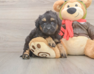 8 week old Mini Pomskydoodle Puppy For Sale - Simply Southern Pups