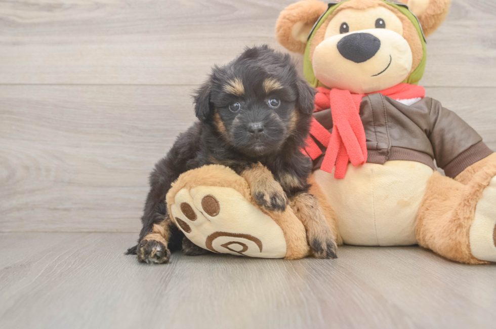 6 week old Mini Pomskydoodle Puppy For Sale - Simply Southern Pups