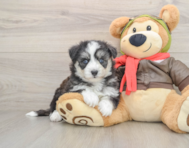 5 week old Mini Pomskydoodle Puppy For Sale - Simply Southern Pups